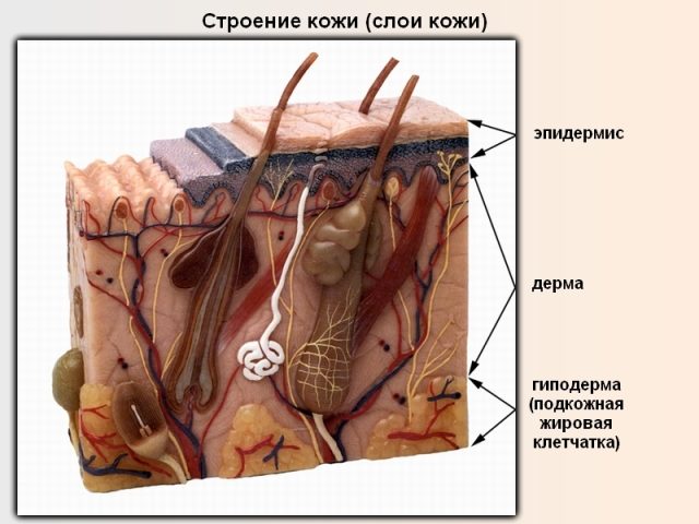 Строение