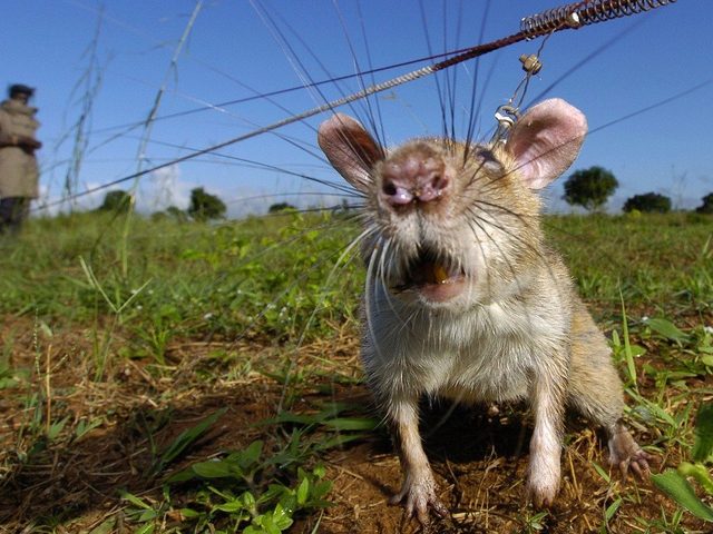 Многообразие живых организмов на нашей планете — чем объясняется: краткое сообщение по теме