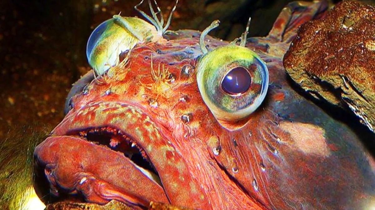 Щучья морская собачка