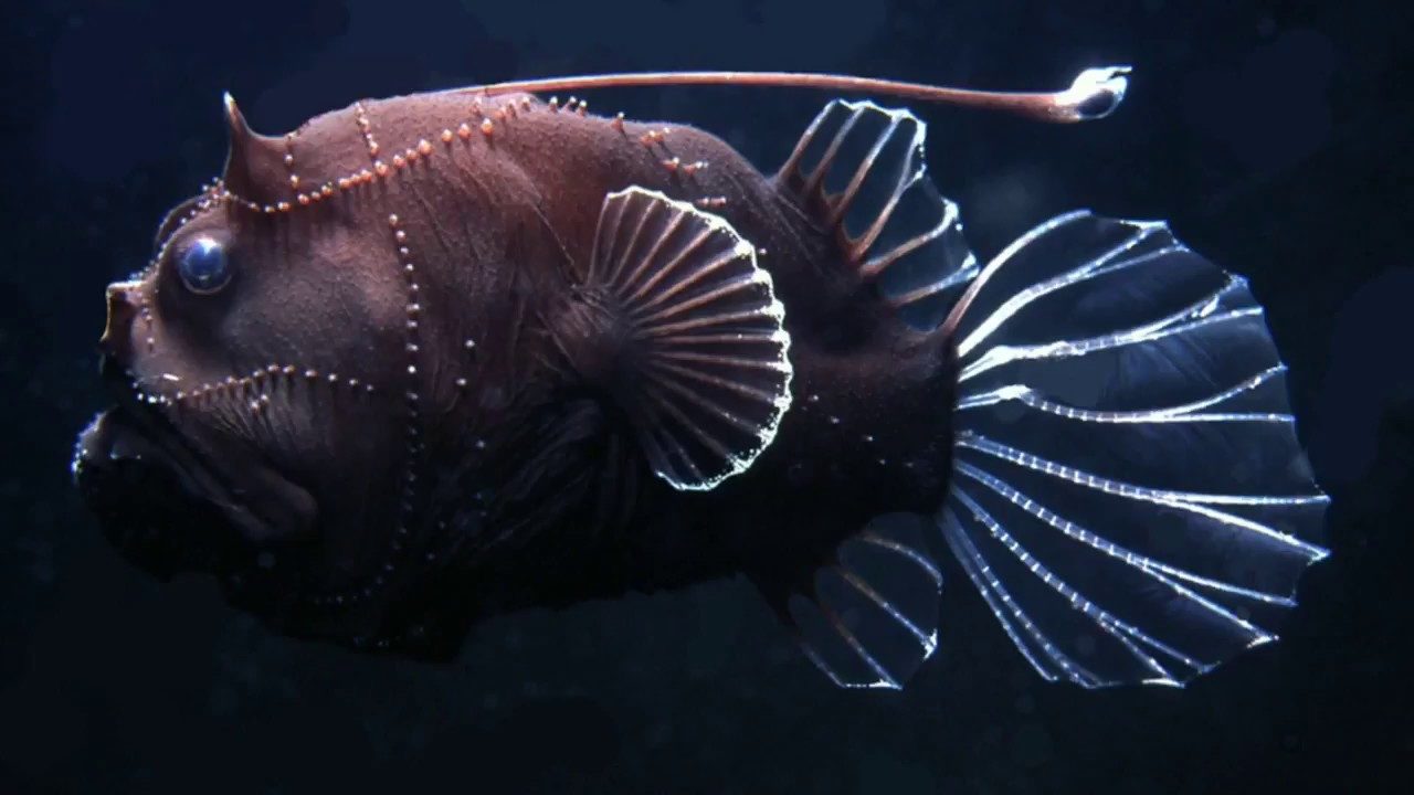 Морской черт