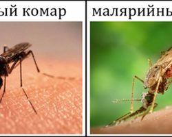 Различия и сходства между обыкновенными и малярийными комарами: сравнение