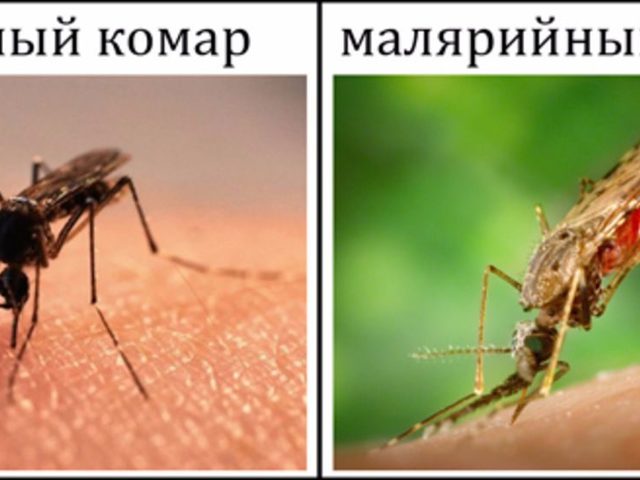 Различия и сходства между обыкновенными и малярийными комарами: сравнение