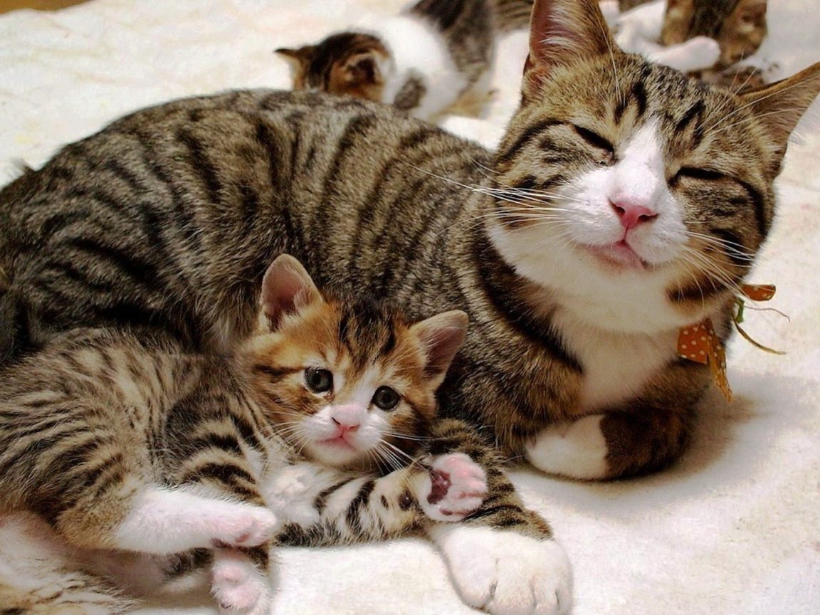 Кошка мурчит