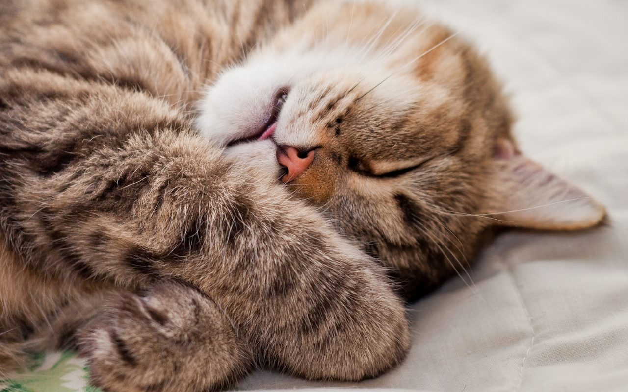 Кошка