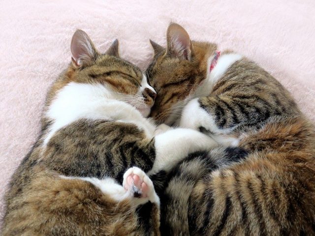 Почему и зачем коты, котята и кошки мурчат? Как, за счет чего коты и кошки мурчат, откуда издается звук: механизм? Что означает мурчание кошки, кота?