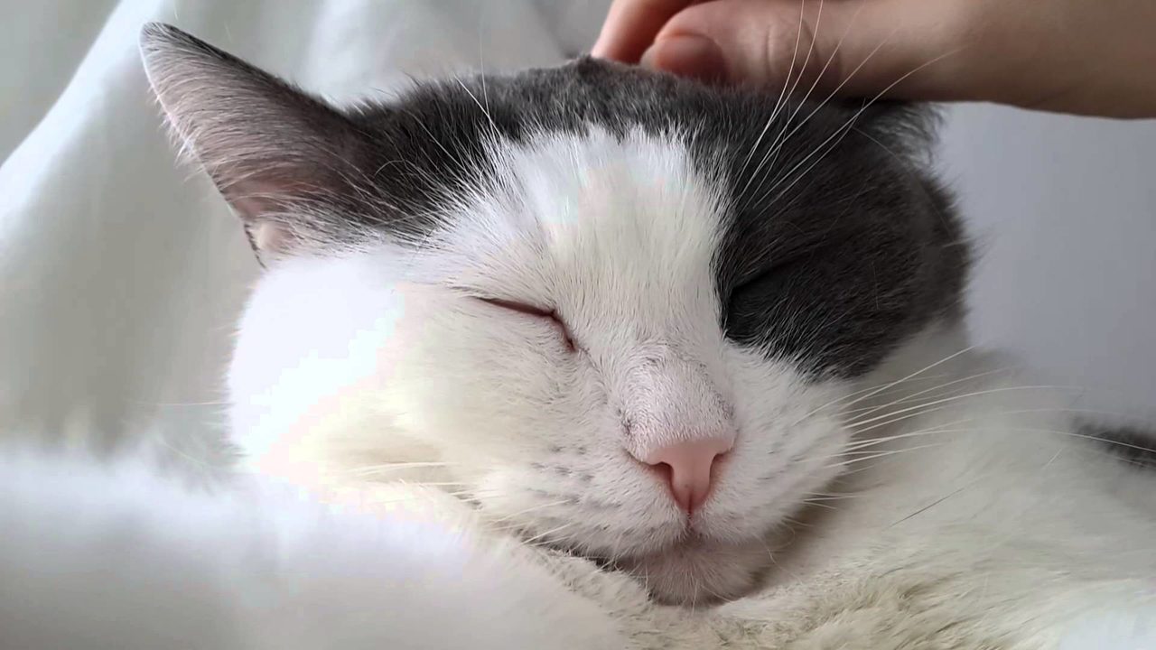 Кошка