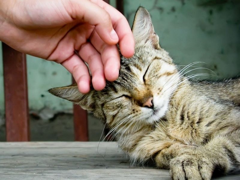 Котика гладят