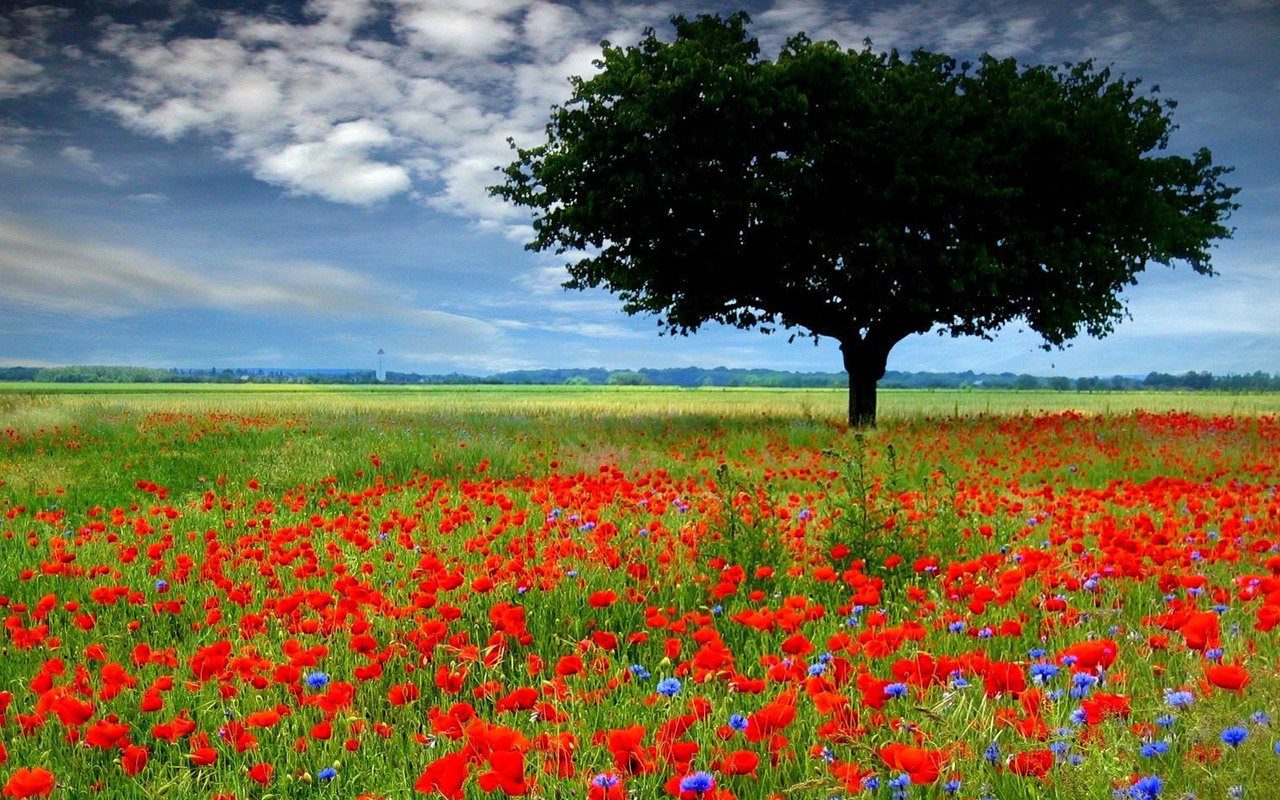 Летняя природа
