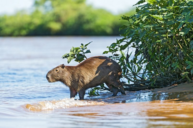 Животные состоят из воды больше, чем на половину