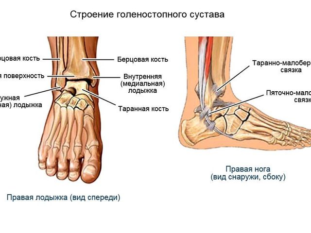 Строение голеностопного сустава: мышцы, связки, анатомия, кости