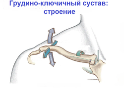 Грудино-ключичный сустав — где находится: строение, мышцы, форма, движения, связки, анатомия, особенности классификации, функции