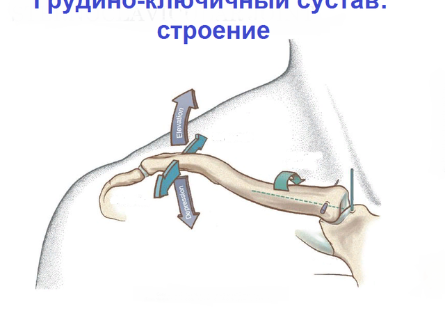 Грудино-ключичный сустав — где находится: строение, мышцы, форма, движения, связки, анатомия, особенности классификации, функции