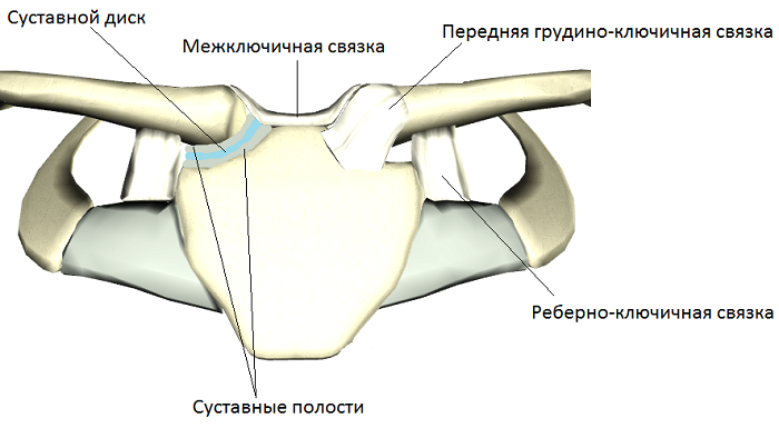 Связки грудино-ключичного сустава