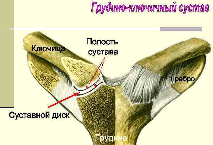 Особенности классификации грудино-ключичного сустава