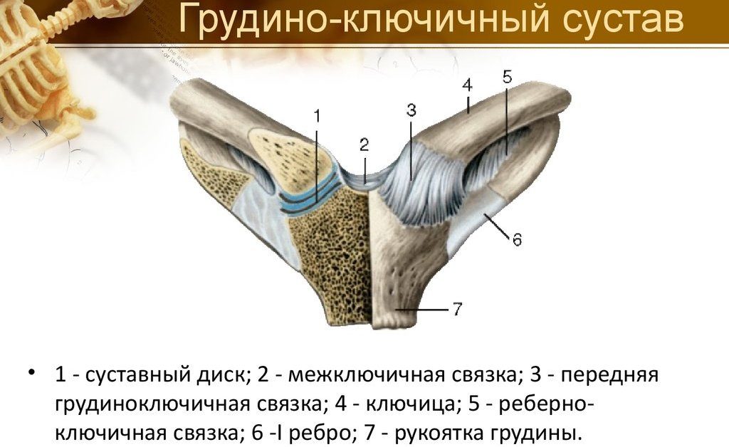 Анатомия грудино-ключичного сустава