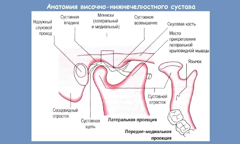 Анатомия внчс