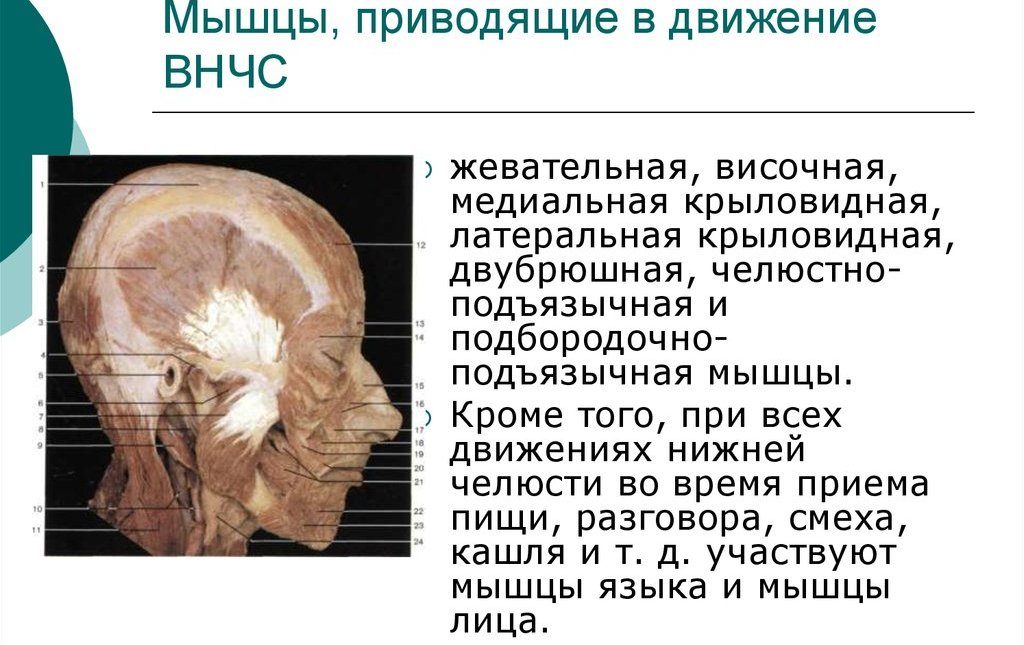 Мышечные ткани нижне-челюстного узла