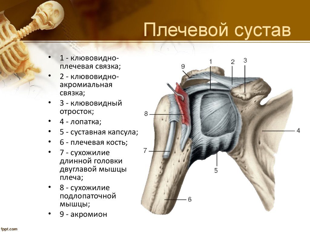 Строение плечевого сустава