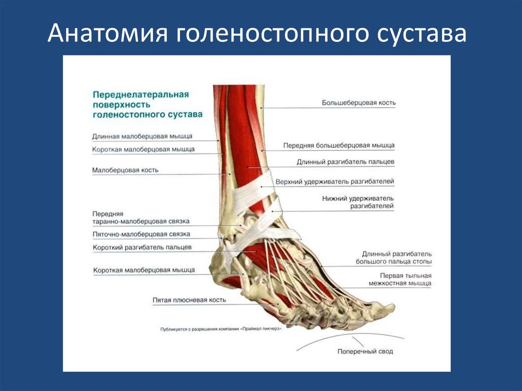 Строение голеностопа