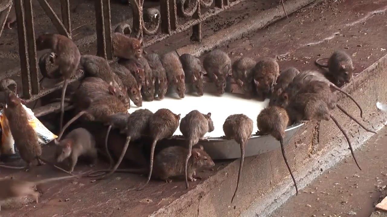Много крыс в одной точке - к финансовой прибыли.