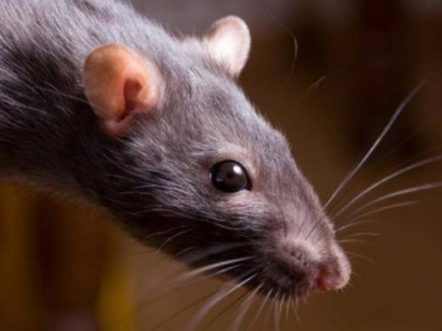 Сонник – видеть во сне крысу: значение сна. К чему снится крыса женщине, девушке, беременной, мужчине, парню: толкование сна