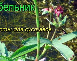 Сабельник настойка для суставов: как приготовить и применять настойку сабельника для лечения суставов, как быстро действует, лечебные свойства сабельника при артрозе