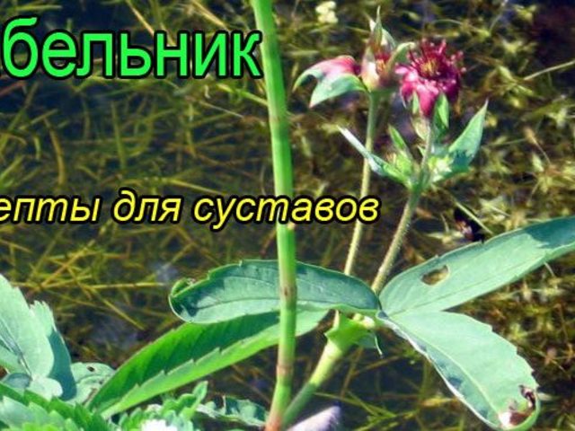 Сабельник настойка для суставов: как приготовить и применять настойку сабельника для лечения суставов, как быстро действует, лечебные свойства сабельника при артрозе