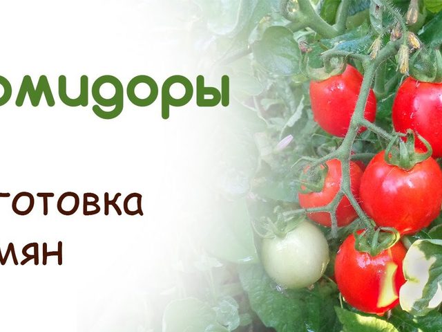 Как собирать и заготавливать собственные, гибридные семена помидоров? Как правильно хранить семена? Подготовка семян помидоров к посадке на рассаду. Как правильно посадить помидоры на рассаду, в открытую почву?