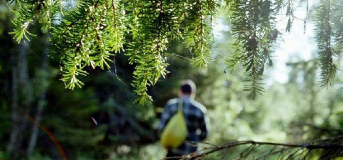 Для мужчины оказаться во сне в лесу - к усилению сексуальности.