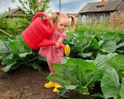 Лунный посевной календарь садовода и огородника на 2025 год в Украине, ДНР, ЛНР, Запорожье, Херсон — благоприятные дни для посева семян, высадки рассады в грунт, посадки и обрезки клубники, плодовых деревьев и кустарников: таблица