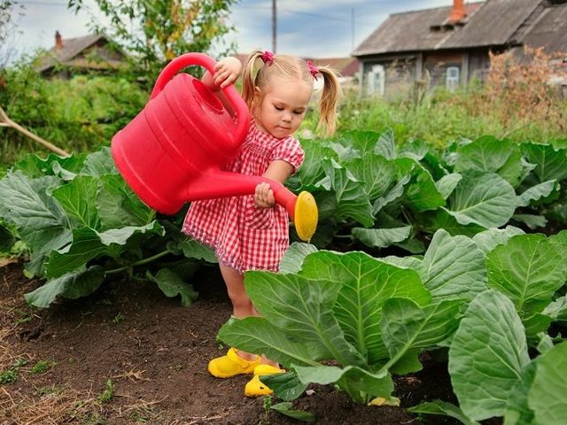 Лунный посевной календарь садовода и огородника на 2025 год в Украине, ДНР, ЛНР, Запорожье, Херсон — благоприятные дни для посева семян, высадки рассады в грунт, посадки и обрезки клубники, плодовых деревьев и кустарников: таблица