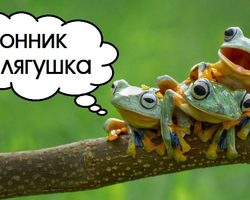 Сонник лягушка: большая, маленькая, белая, зеленая, черная, гадкая, золотая. К чему снится жаба в воде, на земле, в траве, раздавленная, квакающая: значения сна