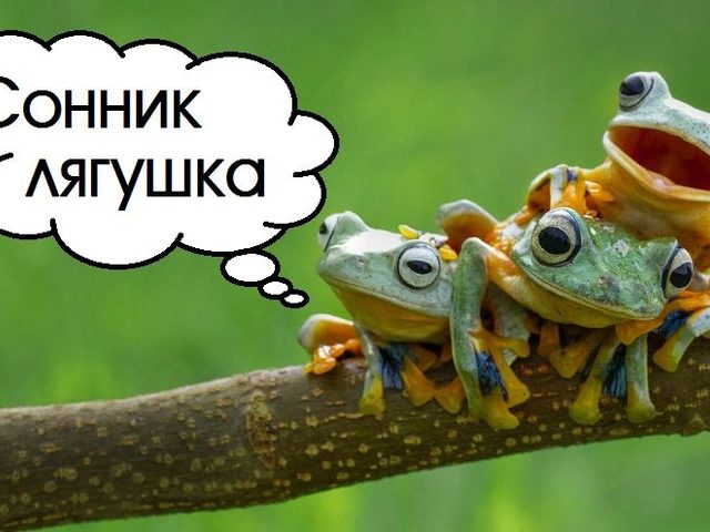 Сонник лягушка: большая, маленькая, белая, зеленая, черная, гадкая, золотая. К чему снится жаба в воде, на земле, в траве, раздавленная, квакающая: значения сна