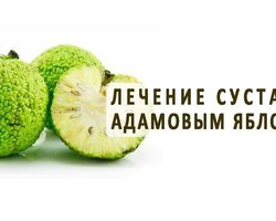 Адамово яблоко: использование маклюры в народной медицине, рецепт настойки для суставов
