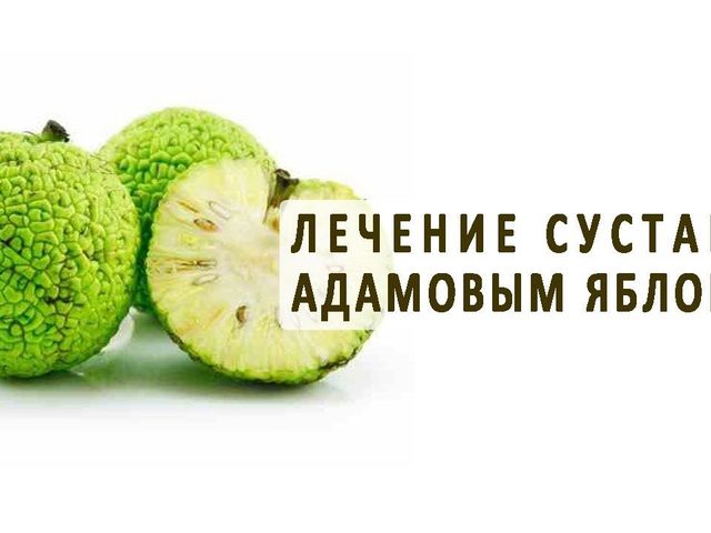 Адамово яблоко: использование маклюры в народной медицине, рецепт настойки для суставов