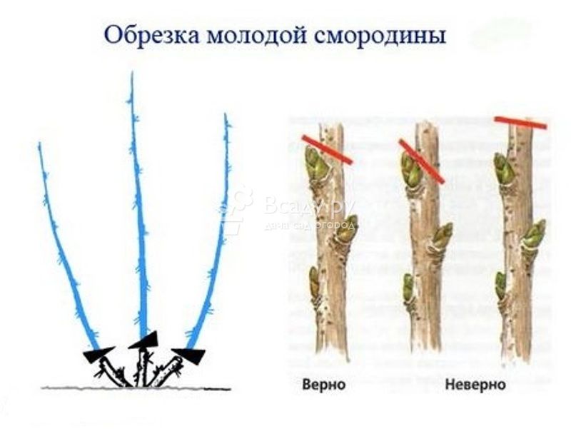 Прищипывание смородины