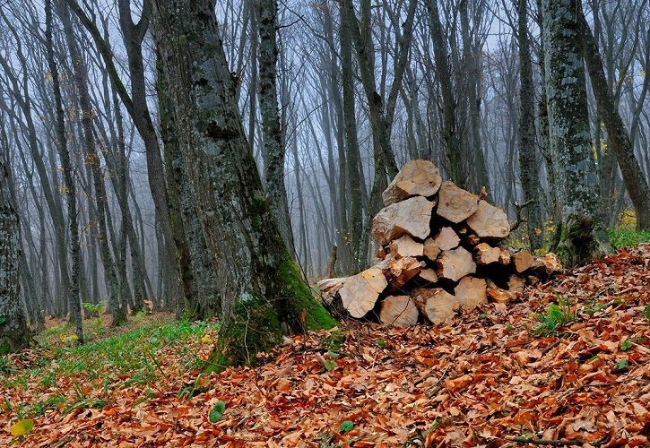 В глубине леса в прямом смысле больше дров