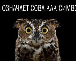 Что обозначает символ совы для денежного притока, в фэн-шуй, в виде тату — символизм совы