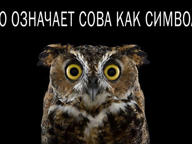 Что обозначает символ совы для денежного притока, в фэн-шуй, в виде тату — символизм совы