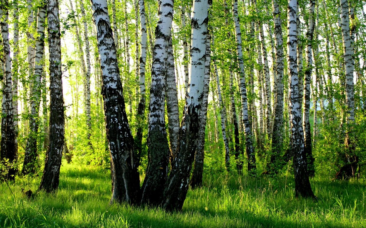 Береста