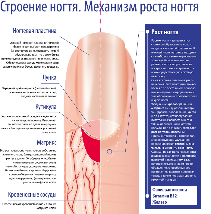 Строение ногтя