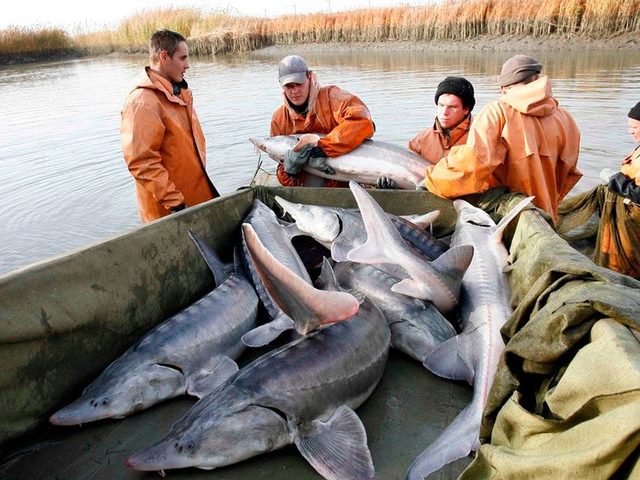 Самая крупная пресноводная рыба — белуга: вес, рост, возраст. Самая большая белуга, пойманная в Волге, в мире. К какому отряду относится белуга, где обитает, сколько икры может быть?