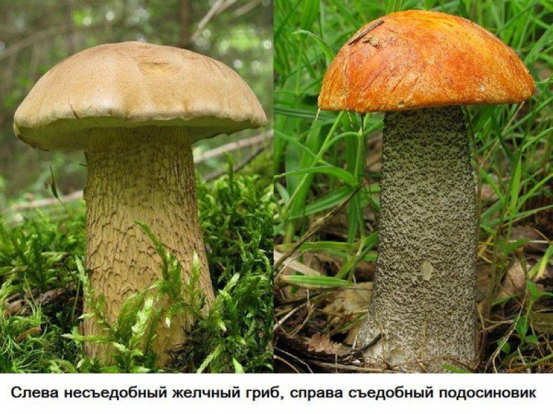 Ложный и съедобный