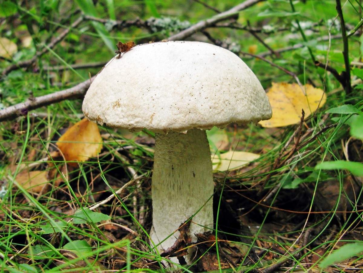 Беленький