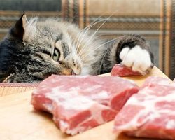 «Знает кошка, чье мясо съела»: смысл пословицы