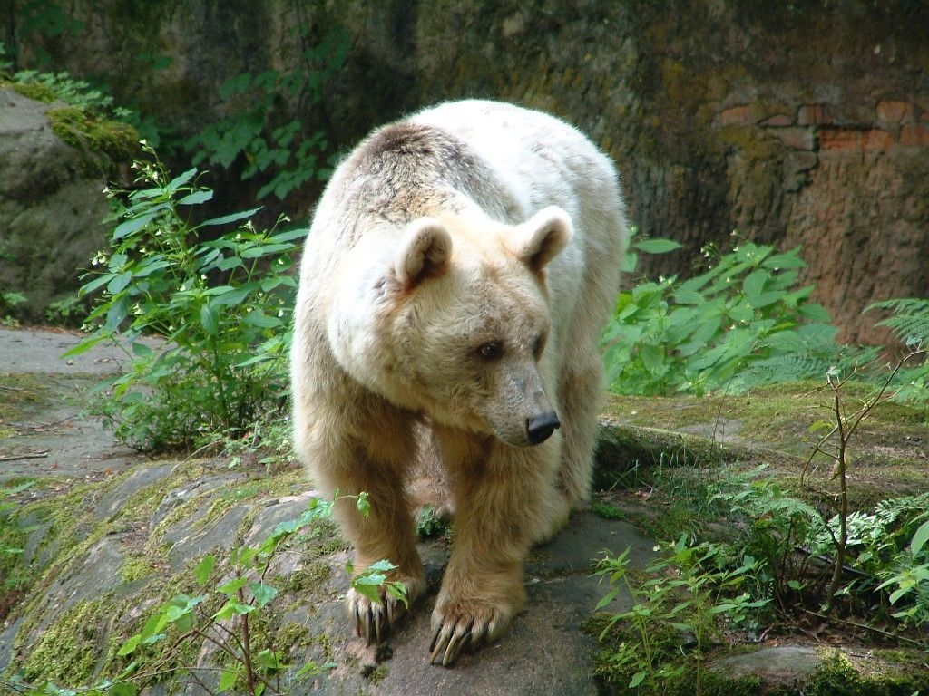 Сирийский