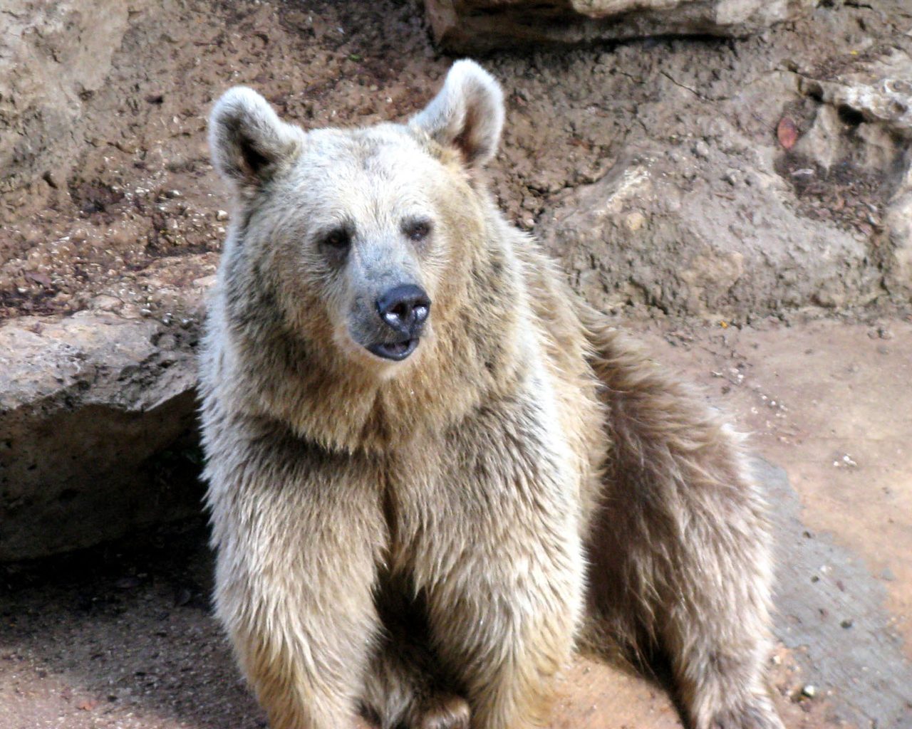 Тибетский