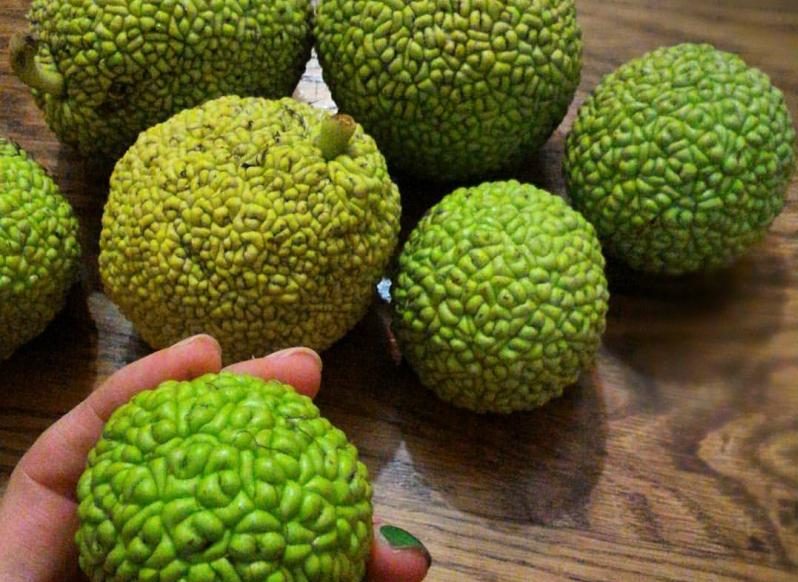 Настойка из маклюры - как приготовить