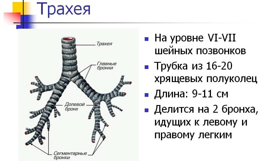 Анатомия и функции трахеи