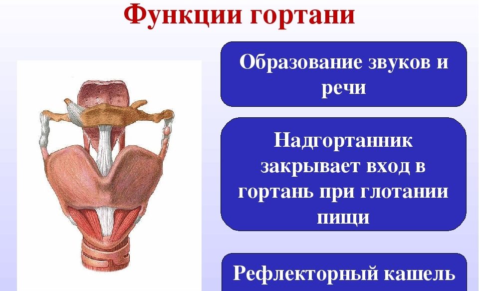 Функции гортани